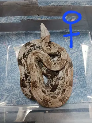 1.1 Boa constrictor imperator adult