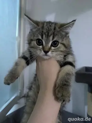 Süße aktive Britische katzen zum verkaufen