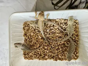 Bartagamen Babys abzugeben