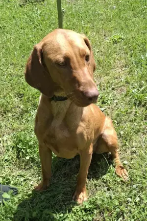 Vizsla Pofi (geb. 2023) lebt noch in Ungarn und sucht ein Zuhause