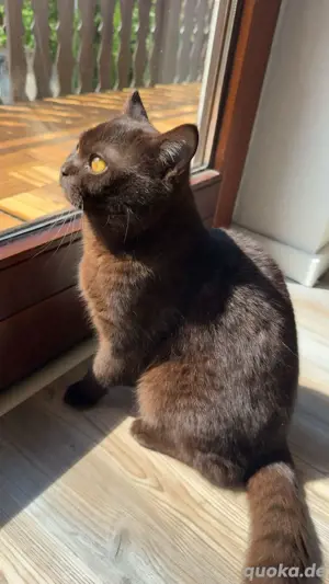 BKH Deckkater chocolate
