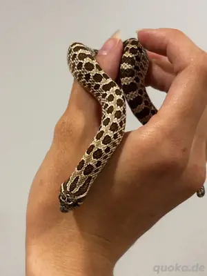 1.0 Westliche Hakennasennatter - Heterodon nasicus 