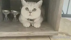 Liebevolle Britische Katze   1,5 Jahre   600  