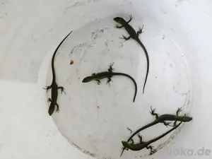Lacerta bilineata Babys