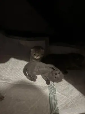 Reinrassige BKH-Kitten   Abgabe ab 12 Wochen in liebevolle Hände