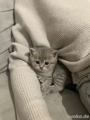 Reinrassige BKH-Kitten   Abgabe ab 12 Wochen in liebevolle Hände