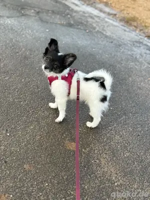 Chihuahua Langhaar Deckrüde 
