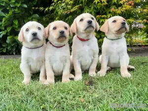 Zuckersüße Labrador Welpen