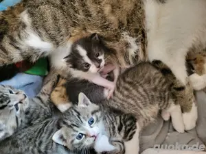 babykatzen
