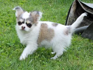 Chihuahua Husky Hündin mit Herz und AT