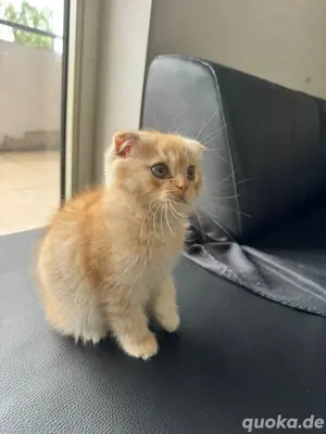 Bkh Kater 