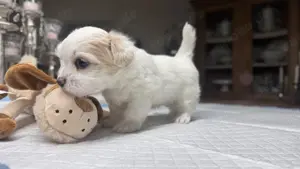 Süße Malteser-Shih-tzu Welpen