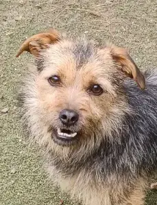 Star, ca. 25cm Schulterhöhe, 2 Jahre, sucht Happy-Home 