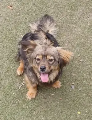 Roxy, a.d.Tierschutz, kleine aufgeweckte Hundedame 