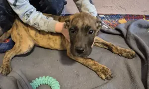 Deutsche Dogge Welpen