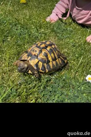 Griechische Landschildkröte aus 2006
