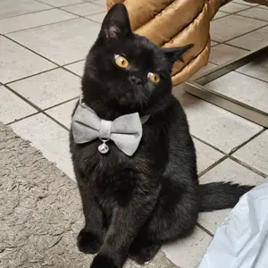 Mus leider aus gesundheitlichen gründen meine kater schedo geben 
