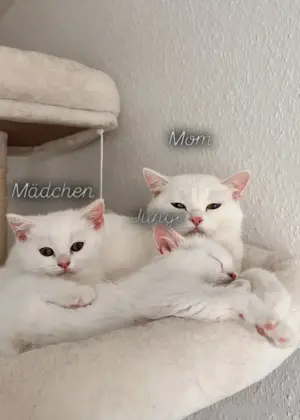 BKH Katzenpuppen