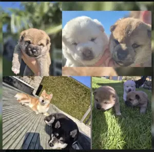 Shiba Inu Welpen 