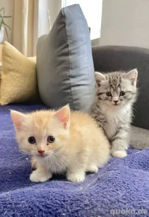 Zwei Britisch Kurzhaar Kitten (Bkh)