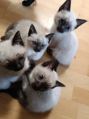  Zwei liebevolle Siam-Kitten (Kater) suchen ein liebevolles Zuhause 