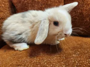 Zutrauliche Zwergwidder Kaninchen Babys Minilop Zwergkaninchen 
