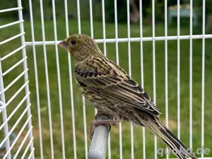 Kanarienvögel