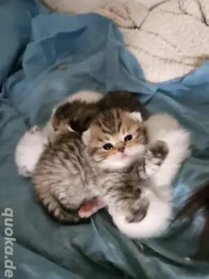 Bkh kitten 