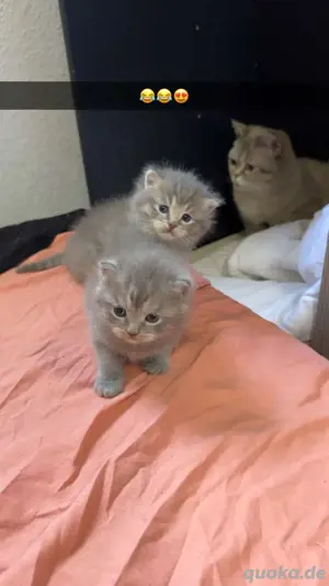 katzen britisch  kurz&langehaarrige