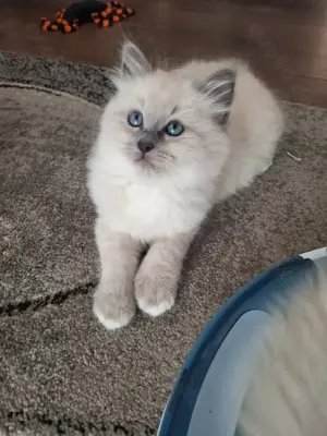 Schöner Ragdoll-Junge