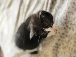 Unsere süße Baby Katzen suchen ein liebevolles Zuhause 