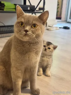Britisch kurzhaar kitten 