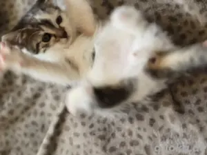 Unsere süßen Baby Katzen suchen ein liebevolles Zuhause 