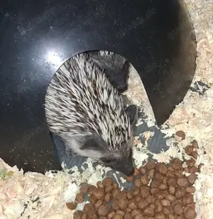 Afr. Weißbauchigel ( Buben )