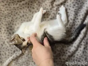 Unsere süßen Baby Katzen suchen ein liebevolles Zuhause 