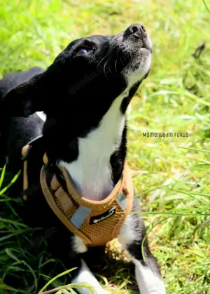 Jack Russel   Rehpincher mix  Bild 3