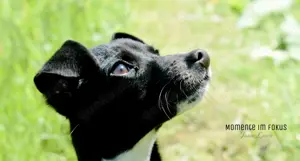 Jack Russel   Rehpincher mix  Bild 4