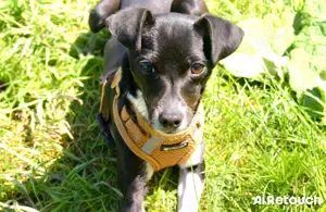 Jack Russel   Rehpincher mix  Bild 2