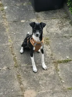 Jack Russel   Rehpincher mix 
