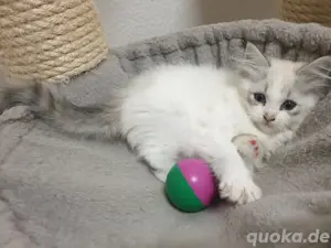 Ragdoll kitten 12 wochen alt 