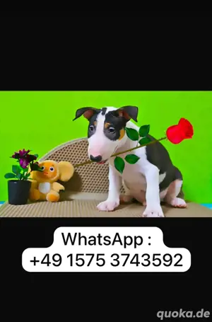 Gesunde, liebenswerte Bullterrier-Welpen zu verkaufen