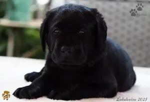 Traumhafte Labrador Welpen in Schwarz und Gelb suchen ein liebevolles Zuhause!