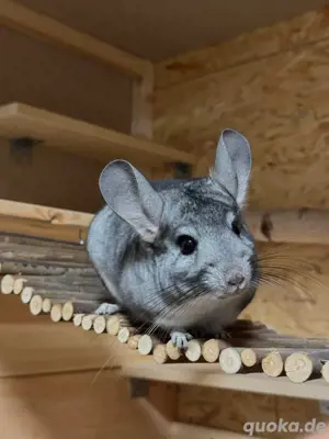 Chinchilla Böckchen sucht liebesvolles Zuhause