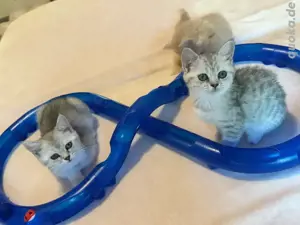 BKH   Meine Coon mix kitten,babys 