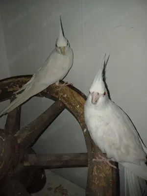 Ein junges brutendes Nymphensittich Pärchen sucht ein liebevolles zu Hause mit Freiflug