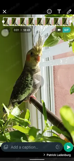 Ein junges brutendes Nymphensittich Pärchen sucht ein liebevolles zu Hause mit Freiflug