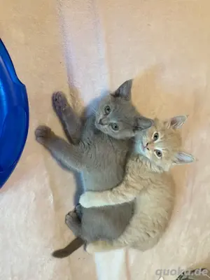 Neva masquarade Meine Coon  BKH mix kitten 