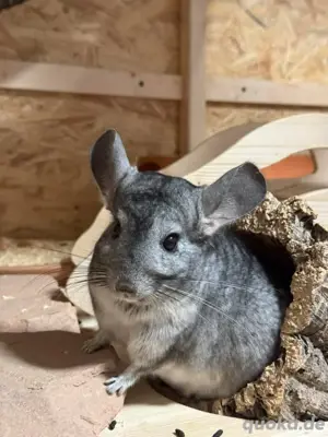 Chinchilla Böckchen sucht liebesvolles Zuhause