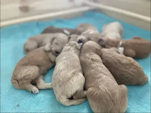 Goldendoodle F1b Welpen F1bb apricot hell dunkel