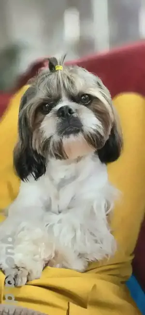 Shih-Tzu Deckrüde Bild 2
